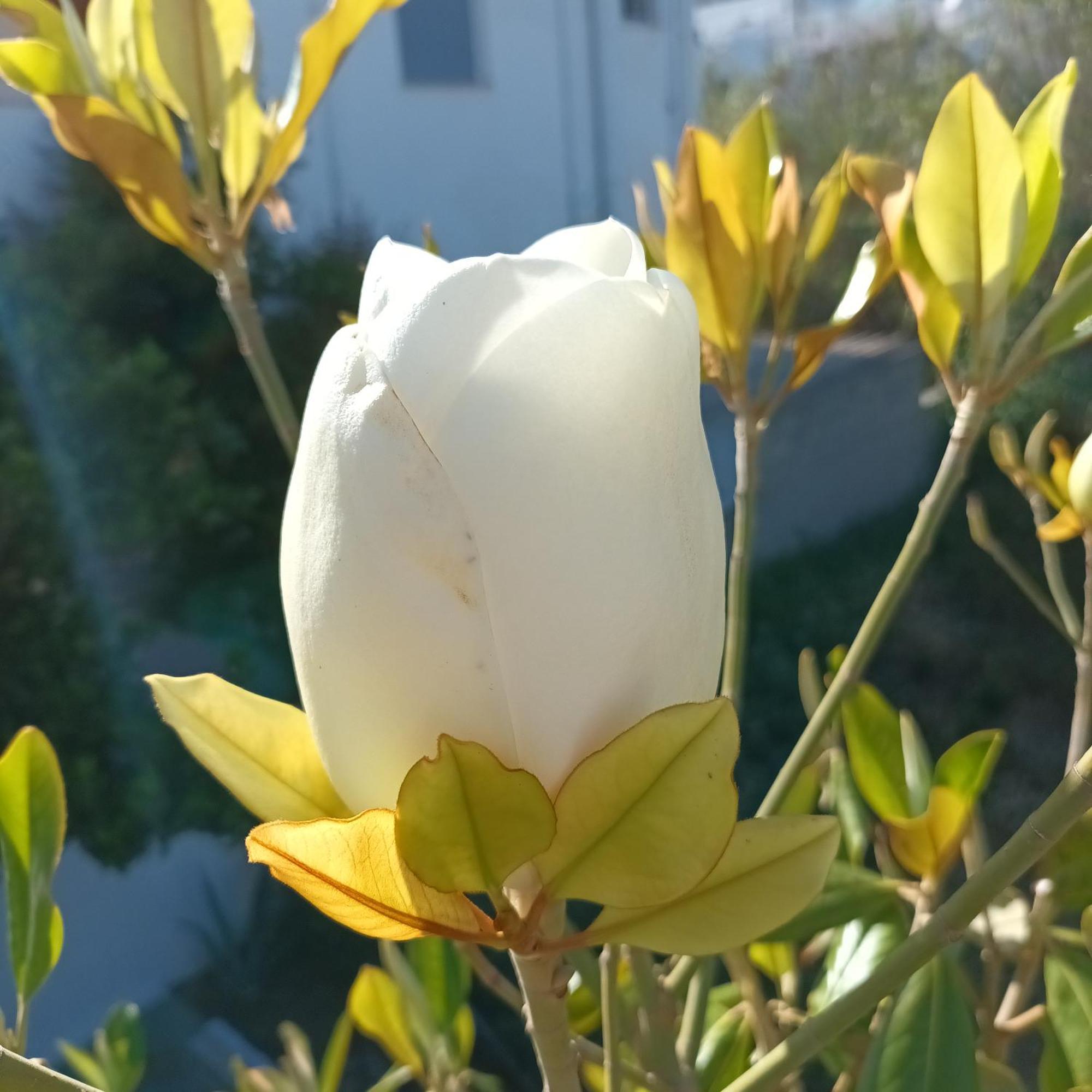 Magnolia Senses Appartement Kini Kamer foto